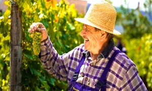 france_baden_wine_grower_maker_grapes_summer_hat_harvest_0